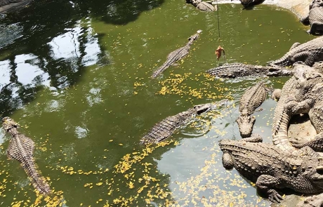 Timsah Çiftliği Pattaya Tayland